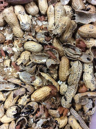 Museo de Insectos UCR